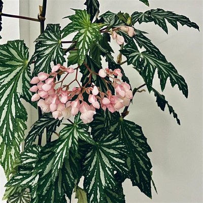 乌头杂秋海棠盆栽 竹节类 鳟鱼室内彩叶芋海芋海棠花观叶水培植物