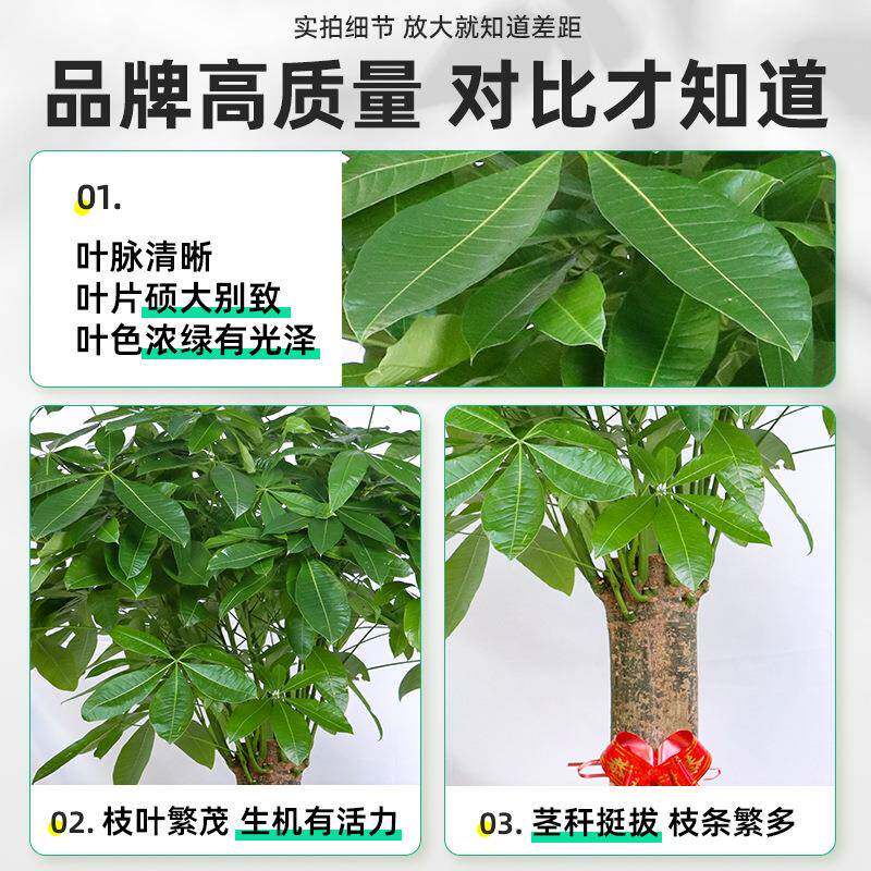 【送到货家】发树客厅财大TFP栽盆2025新款办公室绿植室内大棵树