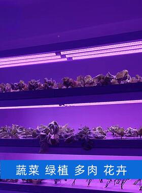 组F75H7HT6灯补植物生长光灯培T8全光谱蔬菜绿蓝植育苗led灯红光
