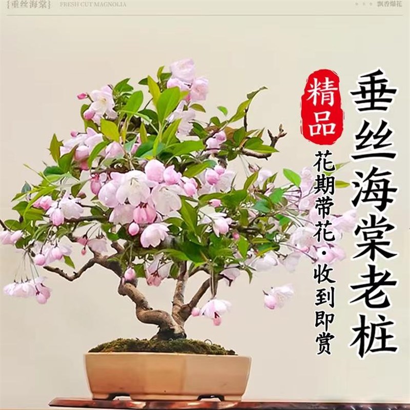 垂丝海棠花盆栽鲜花四季开花树苗盆景老桩花卉植物室内花绿植真花