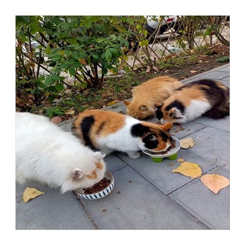 法尔琪冻干猫粮幼猫成猫营养增肥发腮奶糕英短蓝猫布偶鱼肉味猫粮