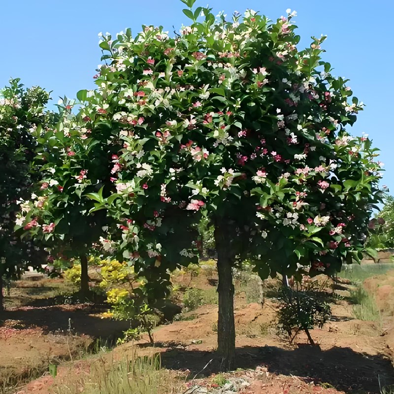 五彩锦带树苗盆栽多季开花别墅庭院花树绿化风景树花卉耐寒驱蚊虫