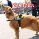 夏季 狗狗胸背带K9遛狗牵引绳金毛拉布拉多阿拉斯加萨摩小中大型犬