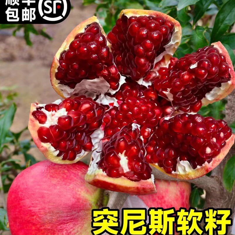 石榴树苗番石突尼斯软籽无子四季庭院盆景栽特大甜带土石榴果树苗
