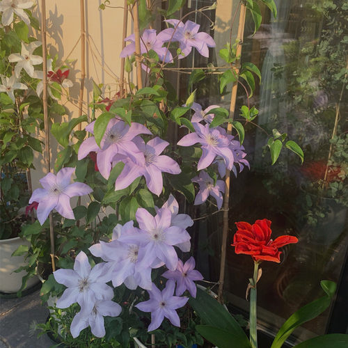 市长伊萨奥耐热铁线莲盆栽爬藤植物小中大苗耐热大花藤本花卉