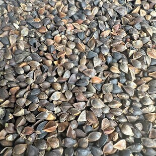 原荞麦 带壳荞麦 酿酒 鹦鹉鸟食仓鼠零食 鸽饲料 赛信鸽鸽粮 50斤