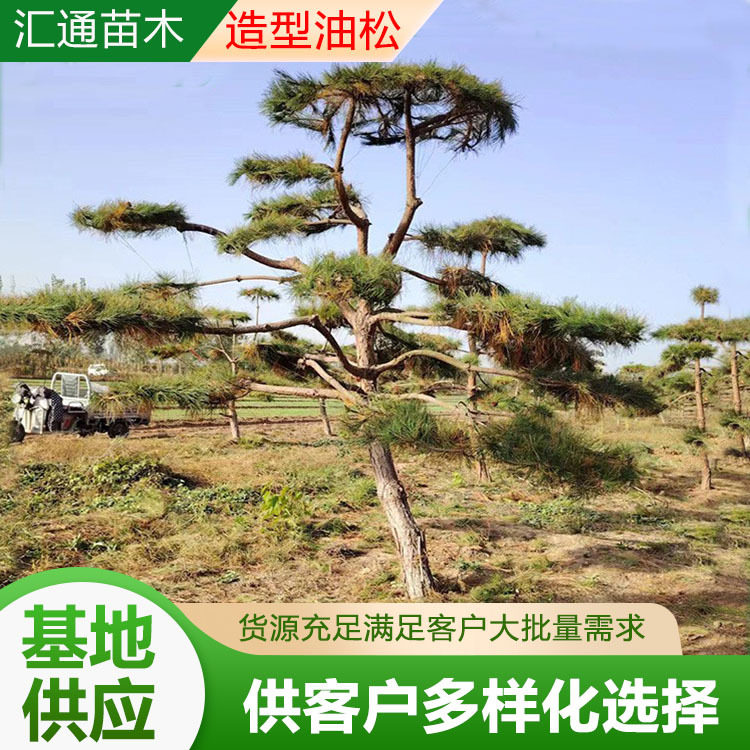 工程绿化景观造型黑松