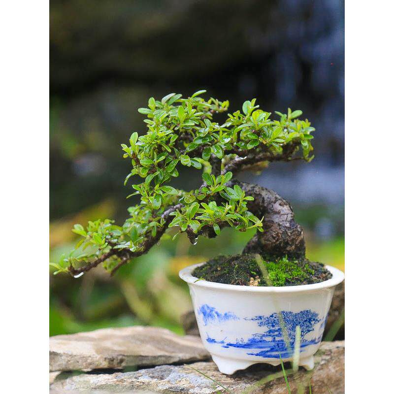 白紫檀荀子白花苏梨木微盆景小品开花挂果矮霸客厅桌面微景观直销