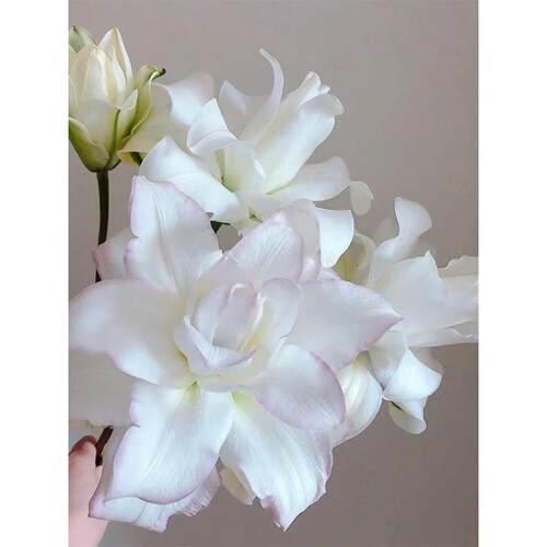 冰美人百合鲜花花束云南直发鲜切花水养插花同城速递重瓣百合花