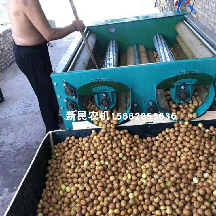 大型核桃去皮清洗机核桃剥壳机核桃清洗机多型号可选清洗干净