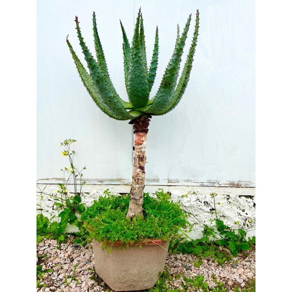 元宝芦荟非洲鬼切芦荟盆栽室内阳台植物庭院景观栽培简单净化空气