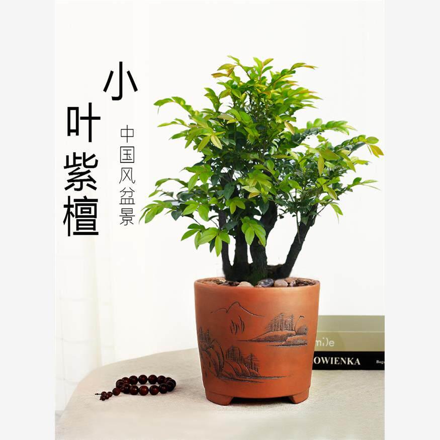 小叶紫檀盆景老桩树桩室内名贵盆栽四季好养植物办公室观赏植物