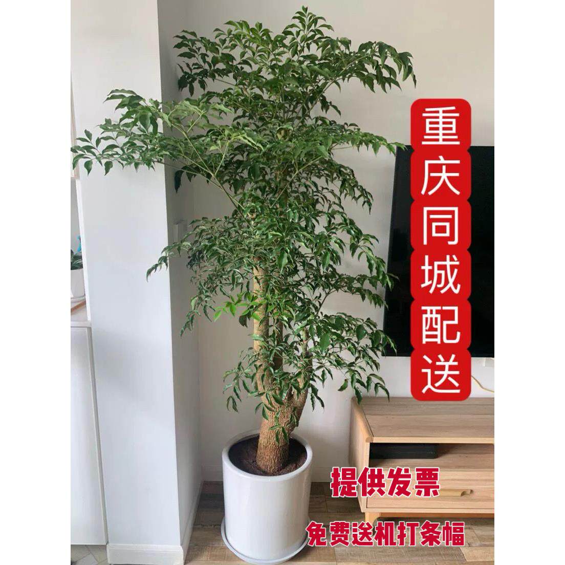 幸福树/大盆栽/室内外植物/大型绿植/花木/福贵树/美化环境