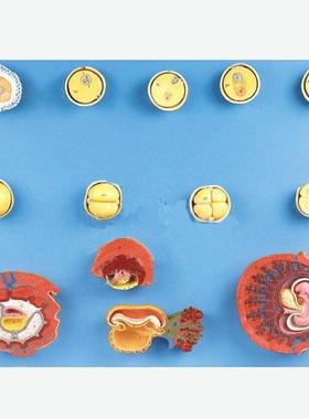 受精与初期胚胎发育过程模型A42003