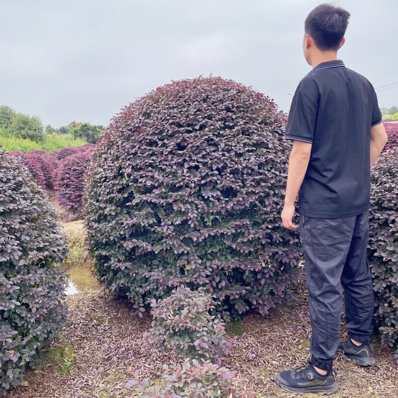 红花继木球红花木树苗庭院园林别墅彩色绿化植物树盆景四季常