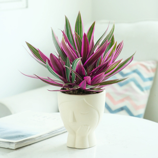 紫露兰盆栽室内前台花镜绿植好养活家中轻奢四季花卉婚礼油画吊兰