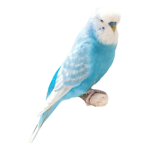 特色金彩大头虎皮鹦鹉活鸟手养亲人幼崽小鸟宠物雏鸟好养活会说话