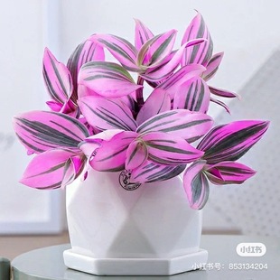 婚礼油画吊兰紫露草锦室内阳台桌面摆放垂吊喜阳观叶绿植盆栽