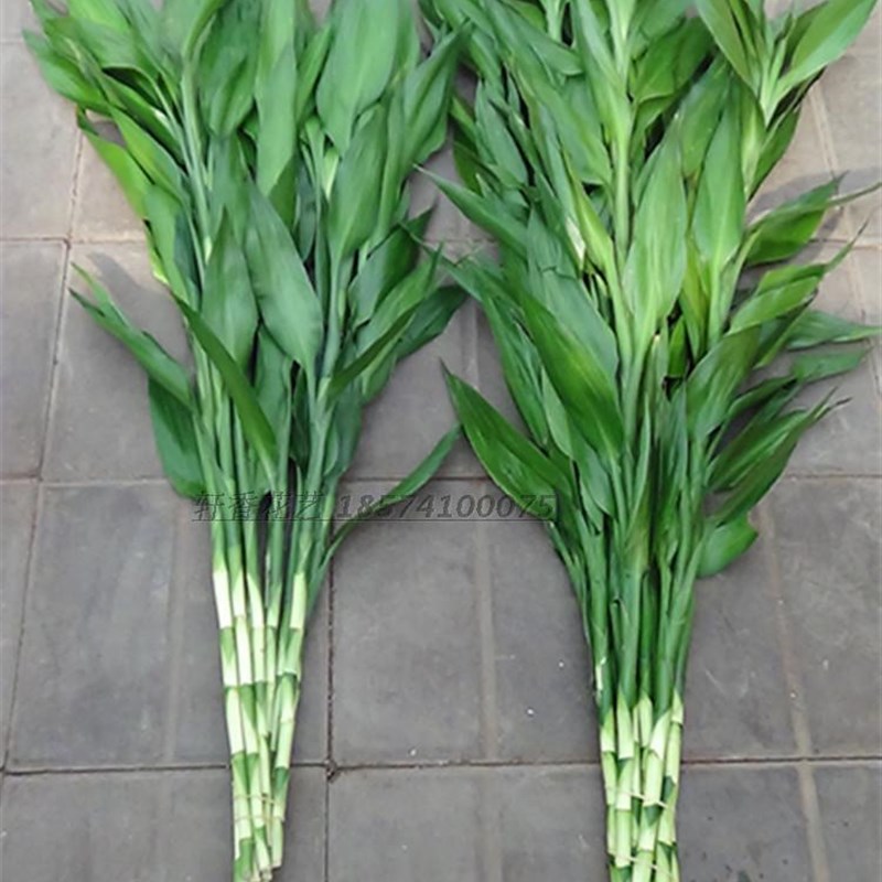 富贵竹观音竹水培植物罗汉竹转运竹弯竹室内绿植开运竹招财水竹