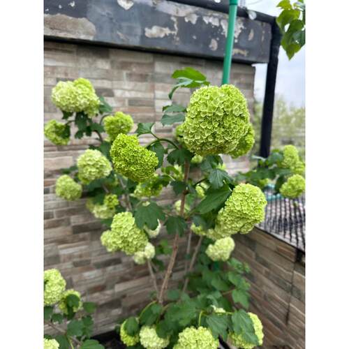 欧洲木绣球树苗玫瑰花树苗庭院花卉盆栽植物耐寒树苗木本绣球大苗