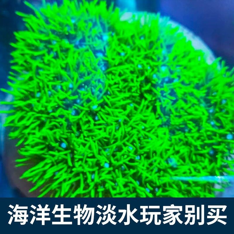 荧光草皮珊瑚软体珊瑚绿草皮海缸生物珊瑚皮实好养包邮到家