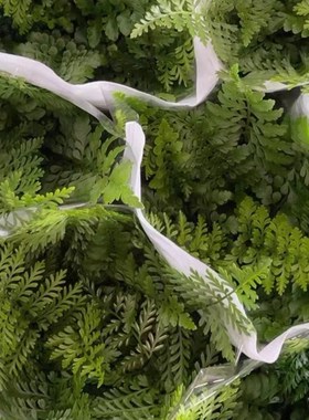 吉姆蕨客厅耐阴绿色植物盆栽室内好养易活桌面观叶小绿植平安蕨类