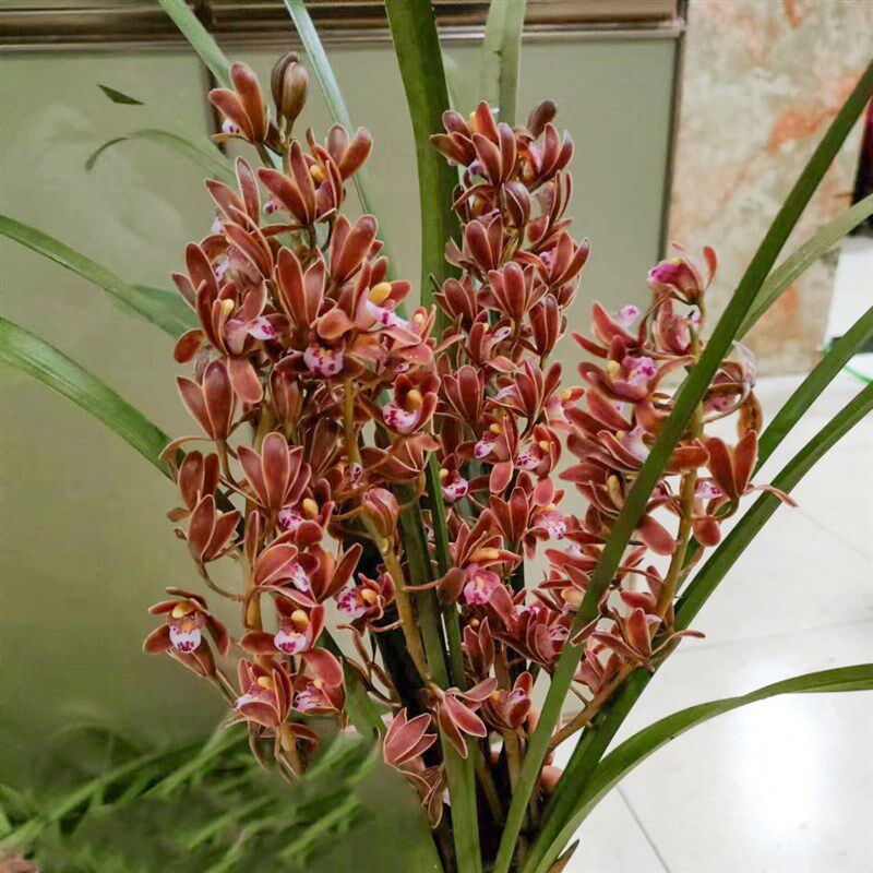 正宗蜜蜂兰盆栽绿植花卉兰花苗蜜蜂兰引蜂兰花盆景蝉兰虎头兰