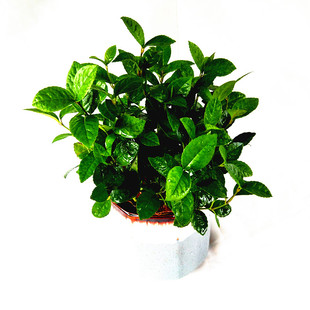 珠兰花 室内阳台客厅盆栽鱼子兰 金粟兰 珍珠兰清香兰花 带盆发货