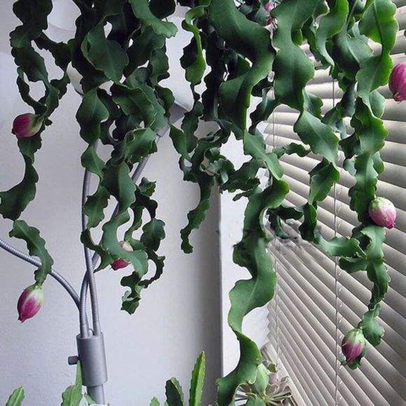 卷叶昙花 多肉植物鱼骨趣味好玩另类开花结果小盆栽仙人掌