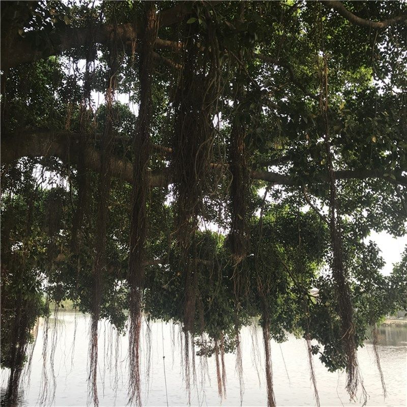 榕树根须天然藤蔓龙须根沉木杜鹃根鱼缸水族清水造景装饰电影道具