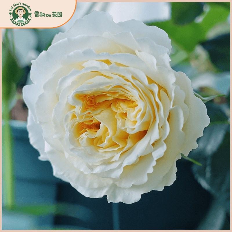 雷叔的花园碧翠丝月季花苗阳台庭院盆栽地栽四季开花切花月季欧月