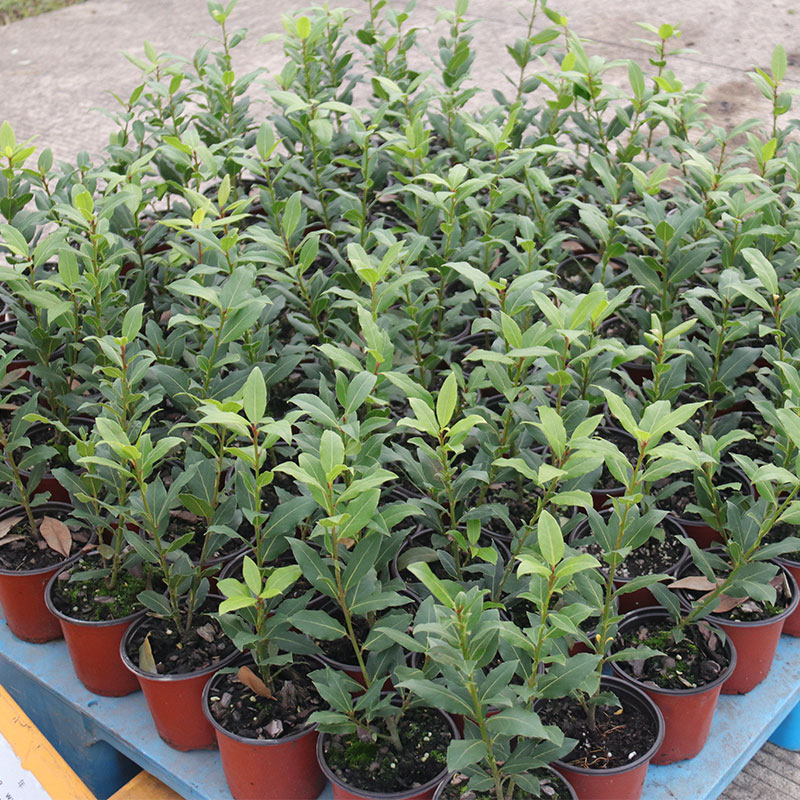 香叶树苗盆栽地中海月桂树食用调料阳台庭院花卉绿植常绿芳香植物