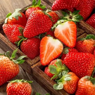 奶油草莓苗盆栽带土种籽子可食用红颜四季结果阳台种植新苗秧特大