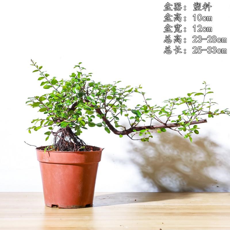 罗汉松小叶紫檀老桩迎客松悬崖飘枝造型盆景室内办公室盆栽绿植物