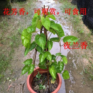 食用夜香花 夜兰香苗 藤本夜来香花菜千里香 夜兰花 驱蚊植物盆栽