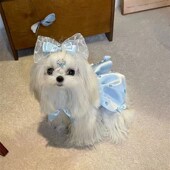 宠物蓬感公主裙新款 狗狗猫咪两脚连衣裙粉色甜美春夏装