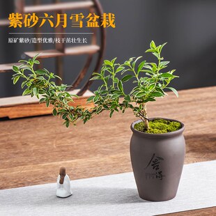 复古紫砂六月雪盆景高款悬崖花盆陶瓷家用桌面文竹带托盘绿植盆栽