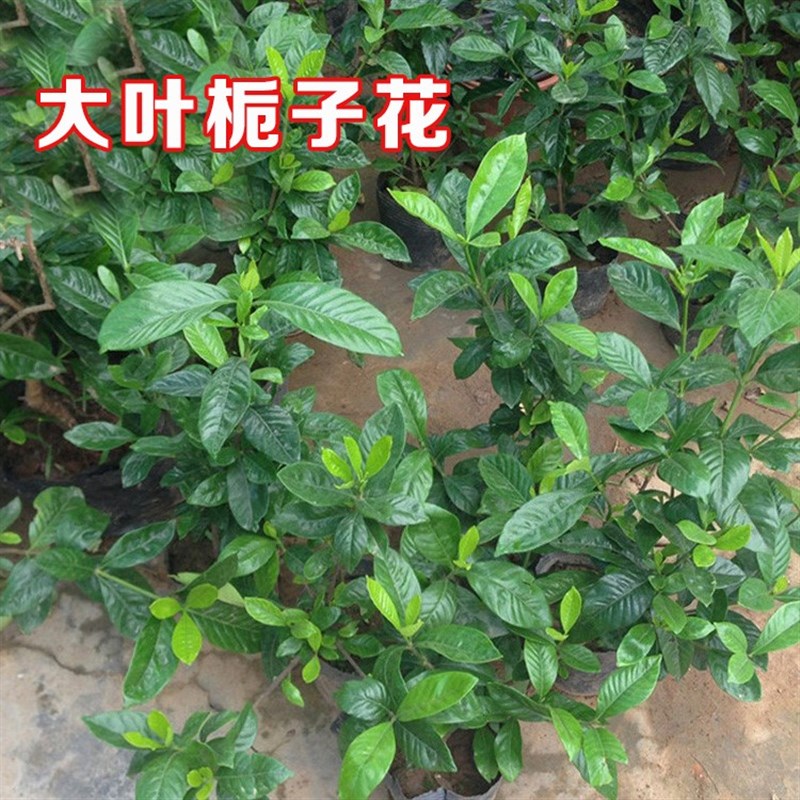 大叶栀子工程苗庭院园林绿化苗木树苗花园植物四季常绿园林色块