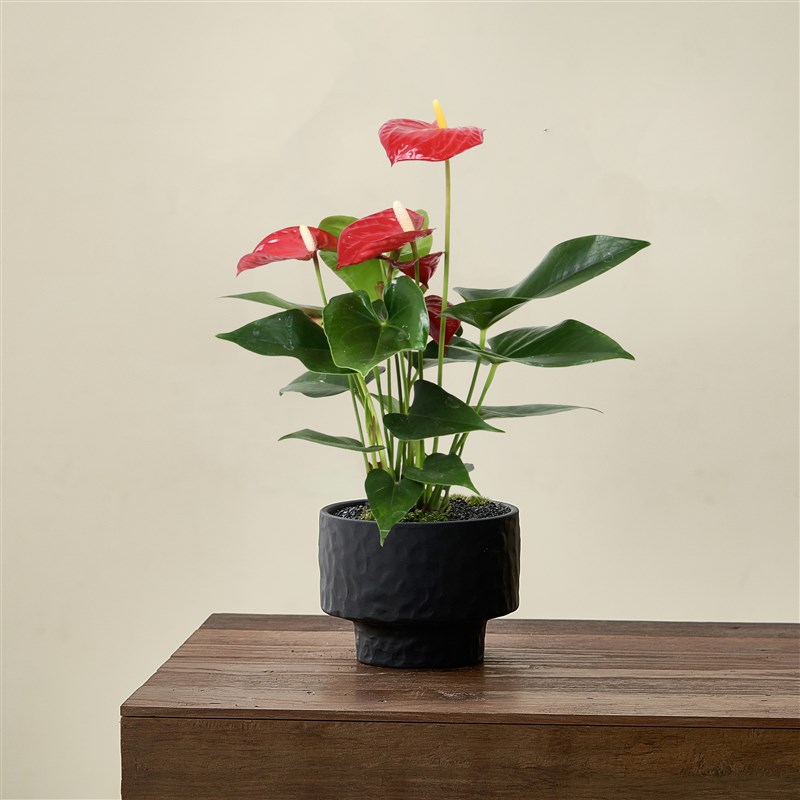 红掌室内客厅花卉绿植盆栽桌面四季开花鸿运当头植物好养净化空气