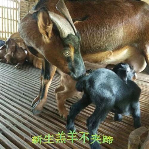 羊床板羊圈竹子养羊床竹排板竹笆子漏粪板竹床竹制羊床竹竹板竹架