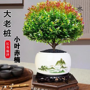 金丝楠木小叶赤楠盆景树苗盆栽室内花卉办公室桌面绿植物四季好养