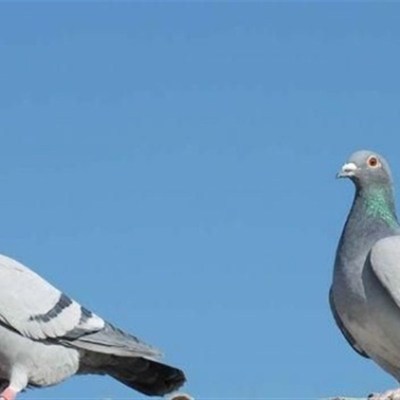 信鸽活体正宗赛鸽子活一对公母公棚原配种鸽纯血成绩鸽观赏鸽包邮