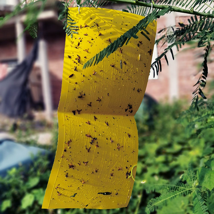 黄板双面粘虫板诱虫板瓜果实蝇针蜂贴粘胶板果蝇诱捕器引诱剂粘板,农机/农具/农膜,农用灭虫板/诱虫板,淘宝优惠券,粉丝福利购,淘宝优惠卷