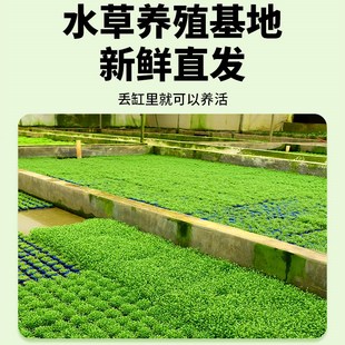 爬地矮珍珠无菌杯趴地迷你小坨水草植物鱼缸造景淡水水培增氧真草