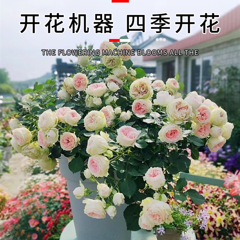 灌木月季花苗精品选苗蓝色风暴果汁浓香大花四季开花庭院阳台花卉