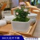 姬乙女月季 迷你小盆栽室内客厅茶桌面绿植超微型蔷薇玫瑰花卉盆景
