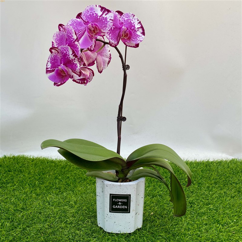 花仙子精品蝴蝶兰对版花苗盆栽带花苞带花兰花