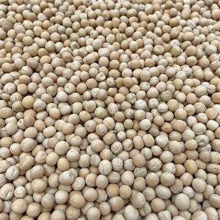 包邮白玉豌豆幼鸽粮食信鸽肉鸽蛋白幼鸽子饲料纯豌豆鸽粮5斤