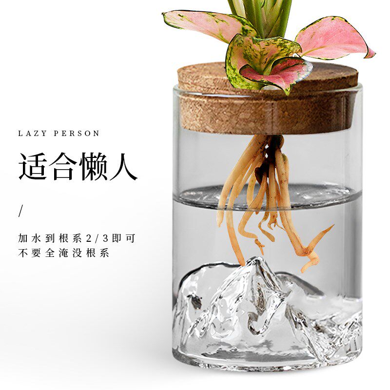 文竹水培植物盆栽办公室桌面绿植玻璃瓶摆件室内绿萝花卉懒人好养