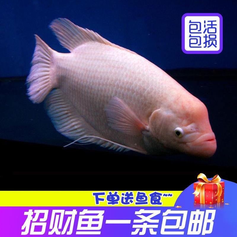 招bfwecSk财鱼风水热鱼发财鱼金代战船大古中型带观赏鱼活